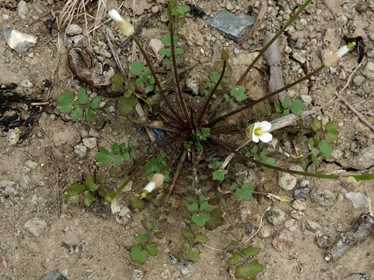 {Leavenworthia uniflora}